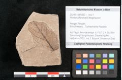 Foto (Objekt + Etikett) von Rhytisma feroniae Ettingshausen (NHMW-GEO-2024-0188-6393)
